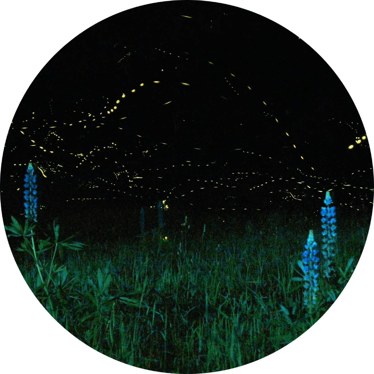 What is missing? | Japanese Sea Lion Extinct