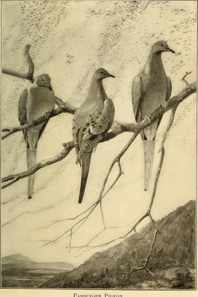 Pigeon 1871 largestnesting