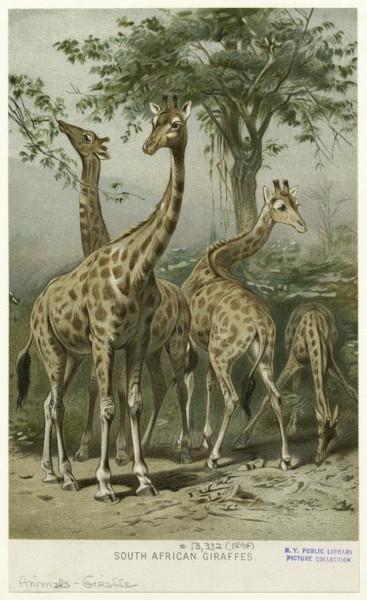 Giraffes 1294 manybeautiful