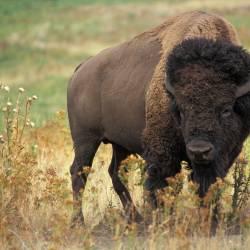Returning bison to native land