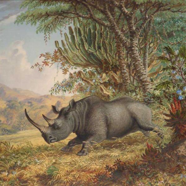 hist-2680-photo-A Good Many Rhinos, C.J Andersson — Black Rhinoceros