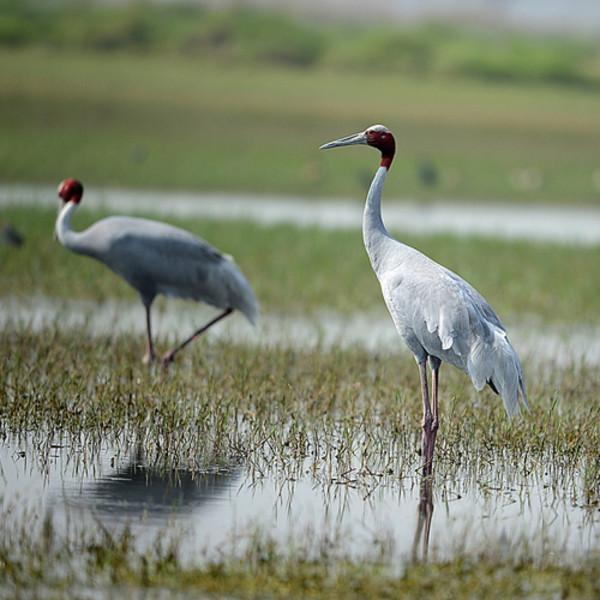 hist-4160-photo-Indian and Southeast Asian Cranes Overview