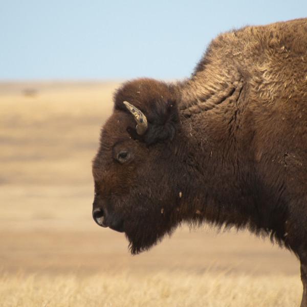 hist-5483-photo-American Bison Overview