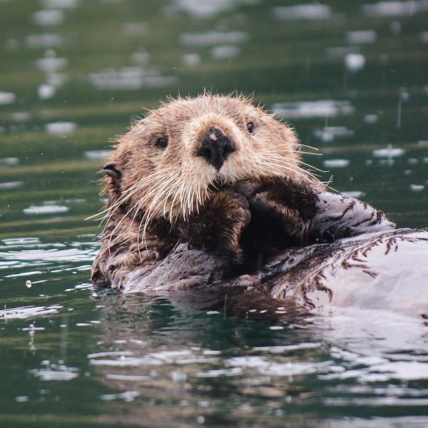 hist-5493-photo-Sea Otter Overview