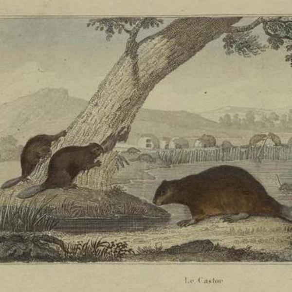 hist-5494-photo-Beavers Occupied All the Waters, David Thompson