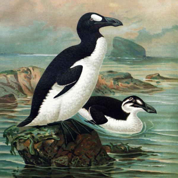 hist-5651-photo-Great Auk Overview