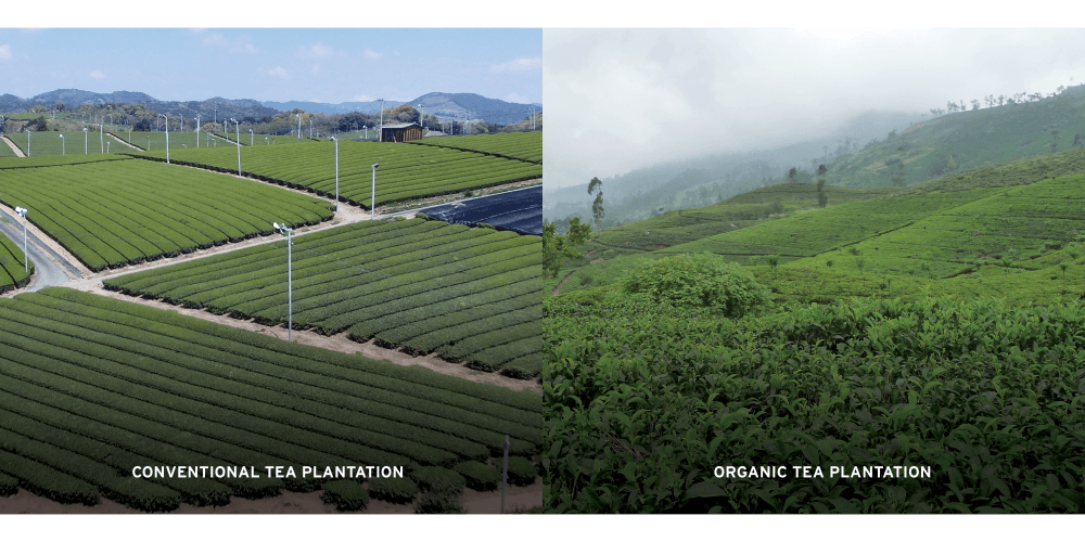TEA conventional vs organic plantations