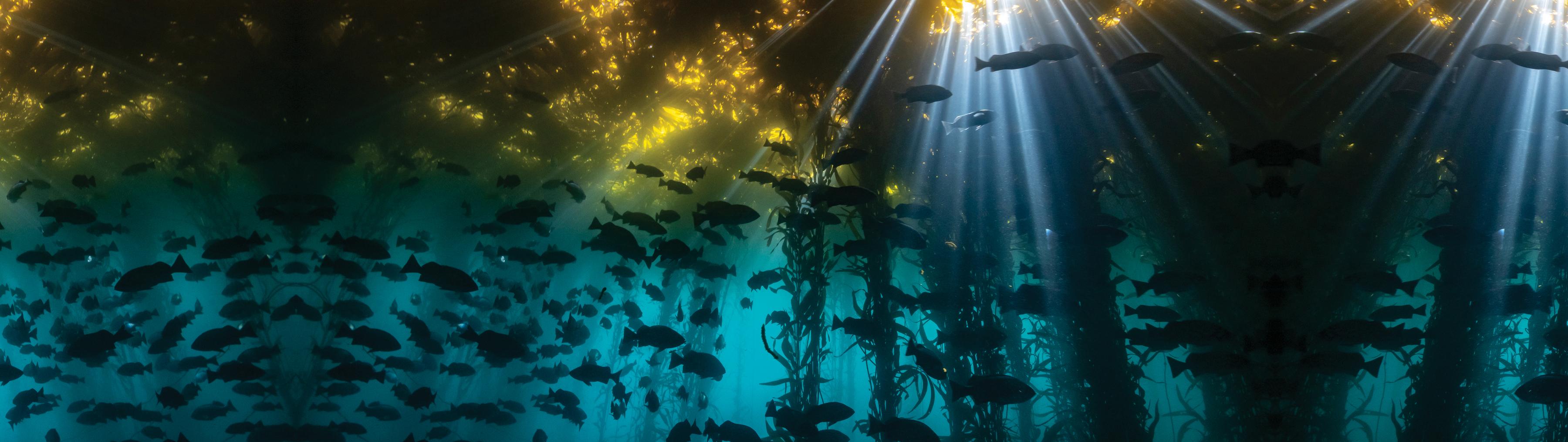 Solutions Hero Image Fishing and Aquaculture Overview