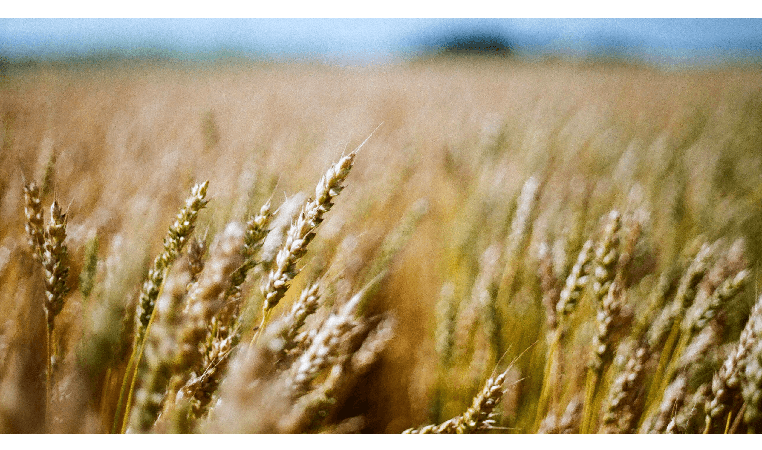 top crops WHEAT