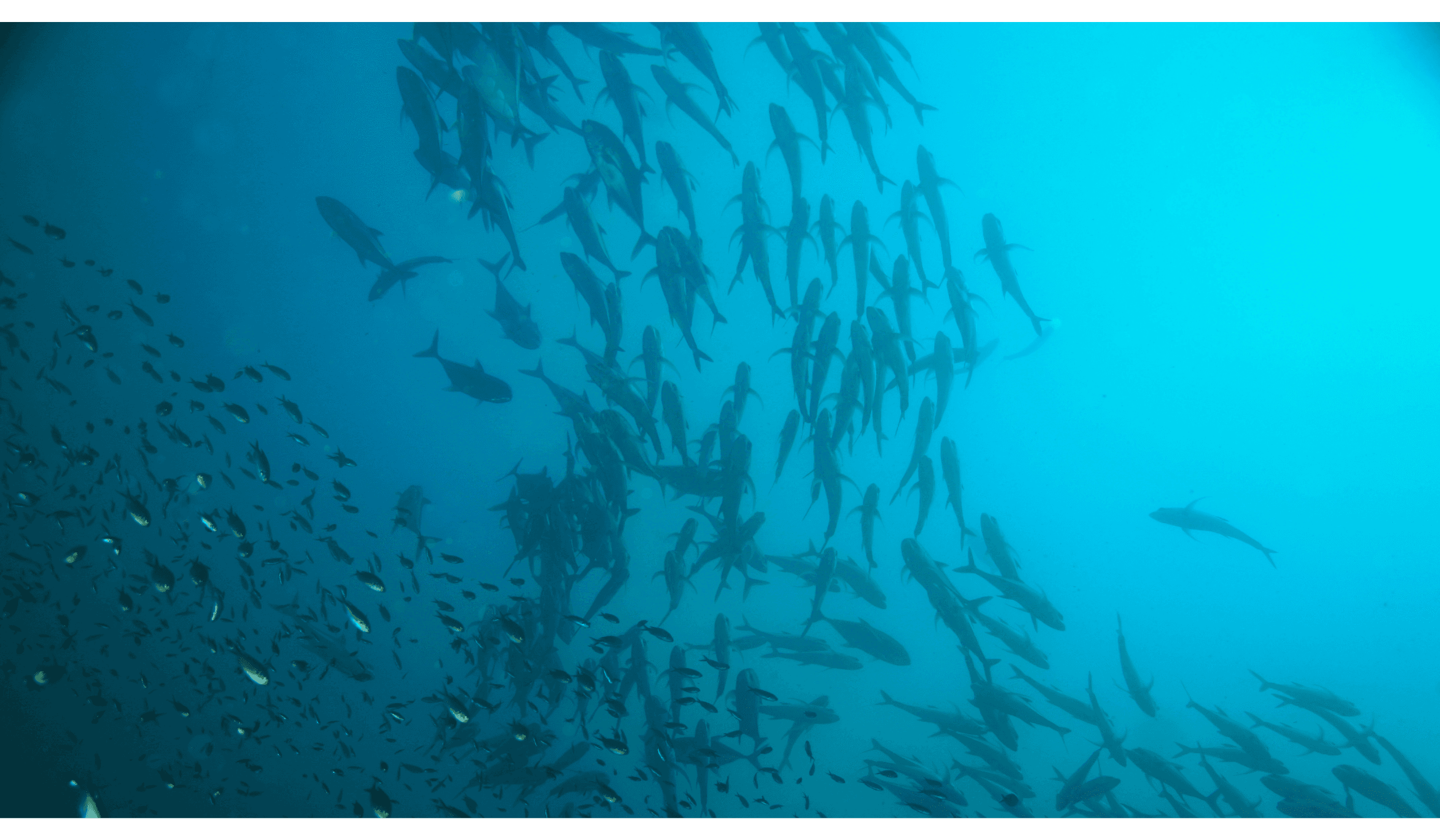 responsible fishing programs fish underwater