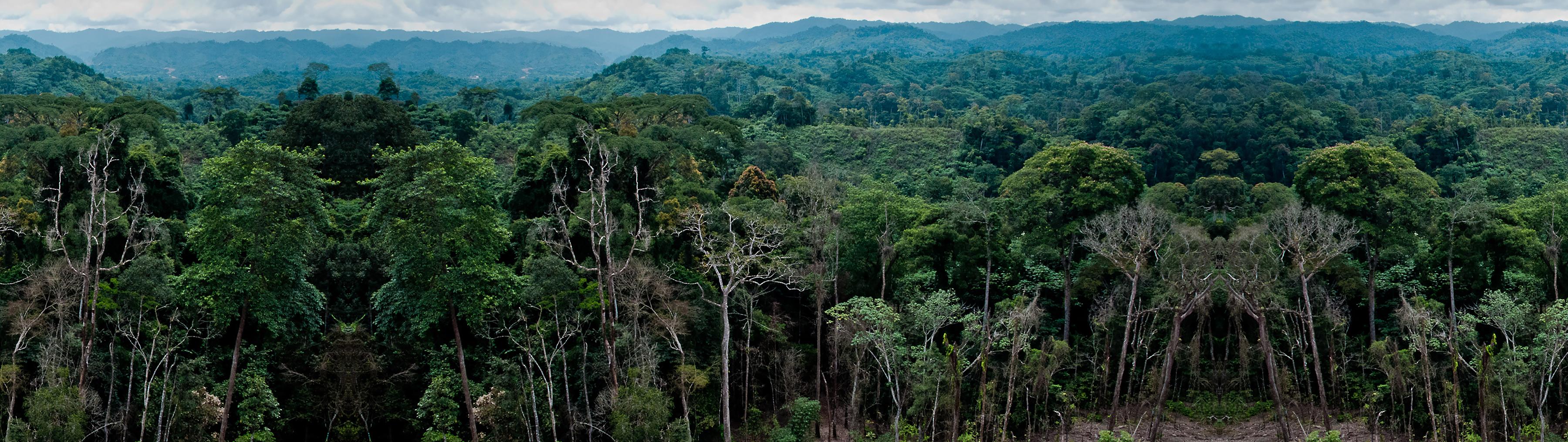 Solutions Hero Image Protect Threatened Forests