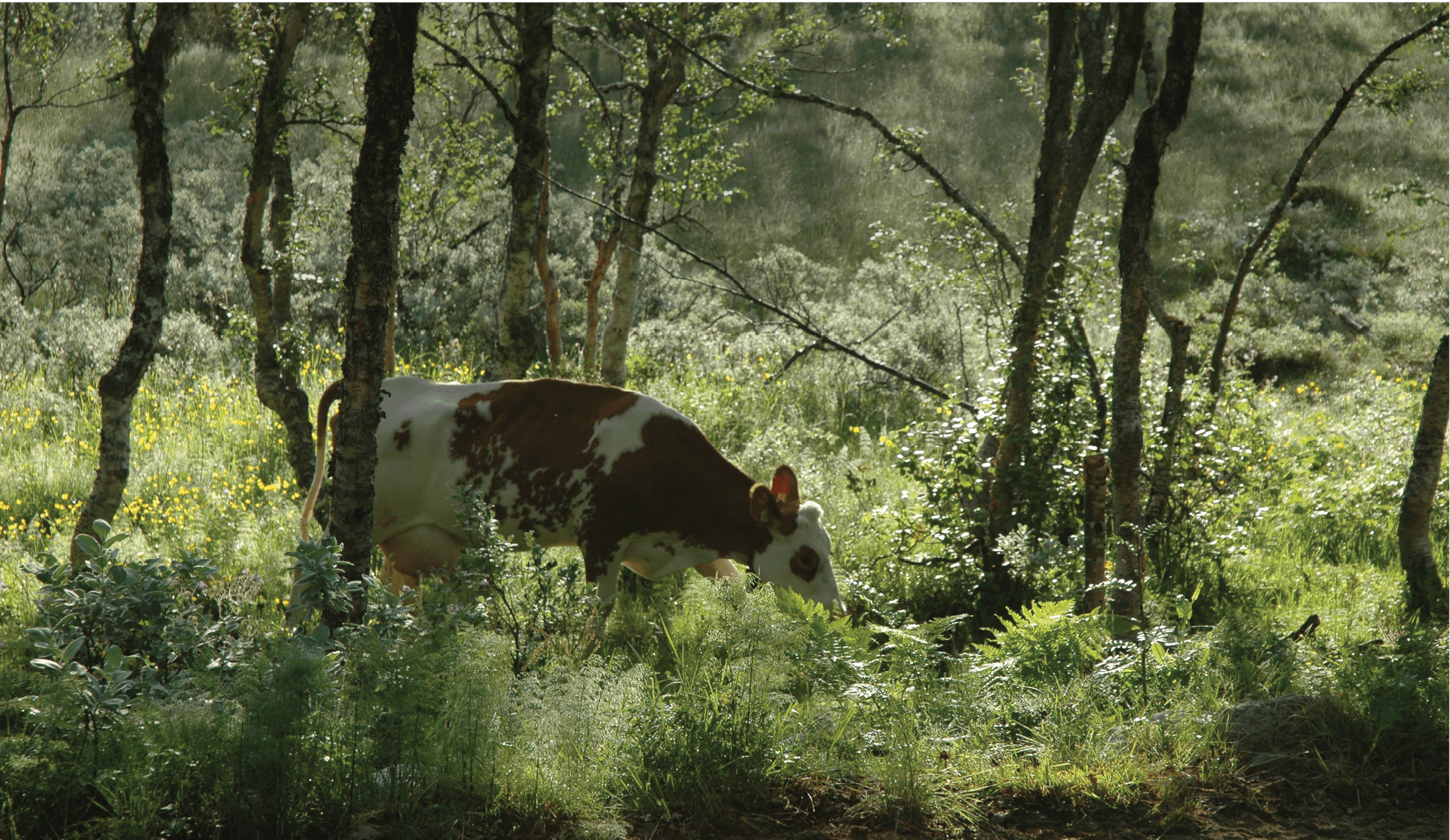 Greenprint feature image Pasture