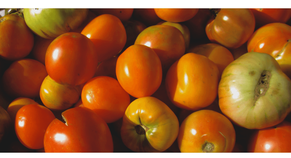 reduce food waste images - tomatoes