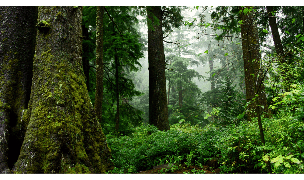 Forest Images - foggy evergreen rainforest interior with large tree