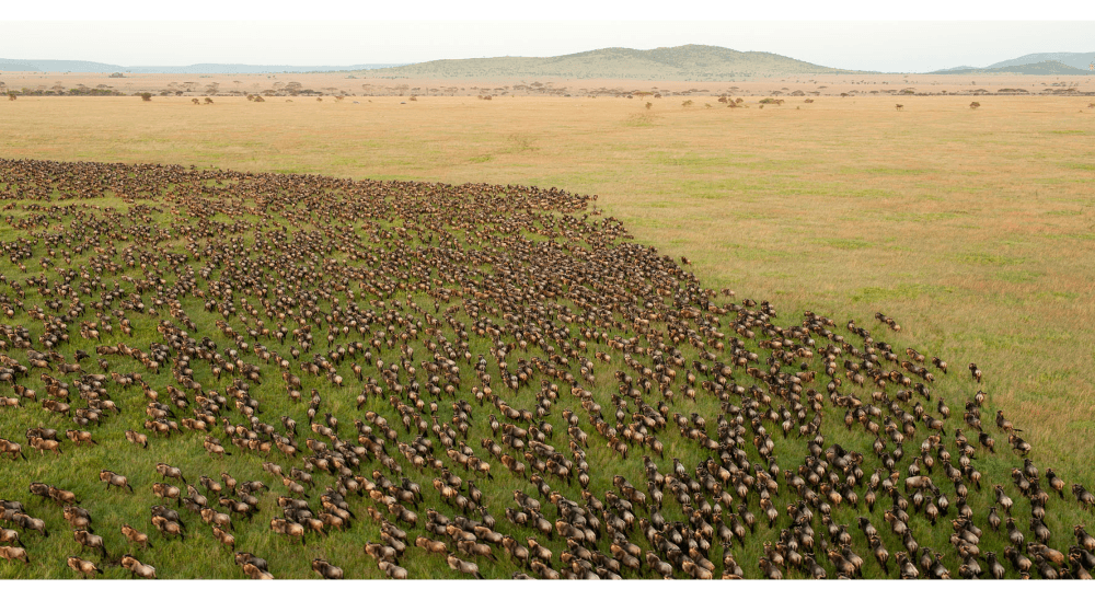 Great Migration Wildebeest Herd