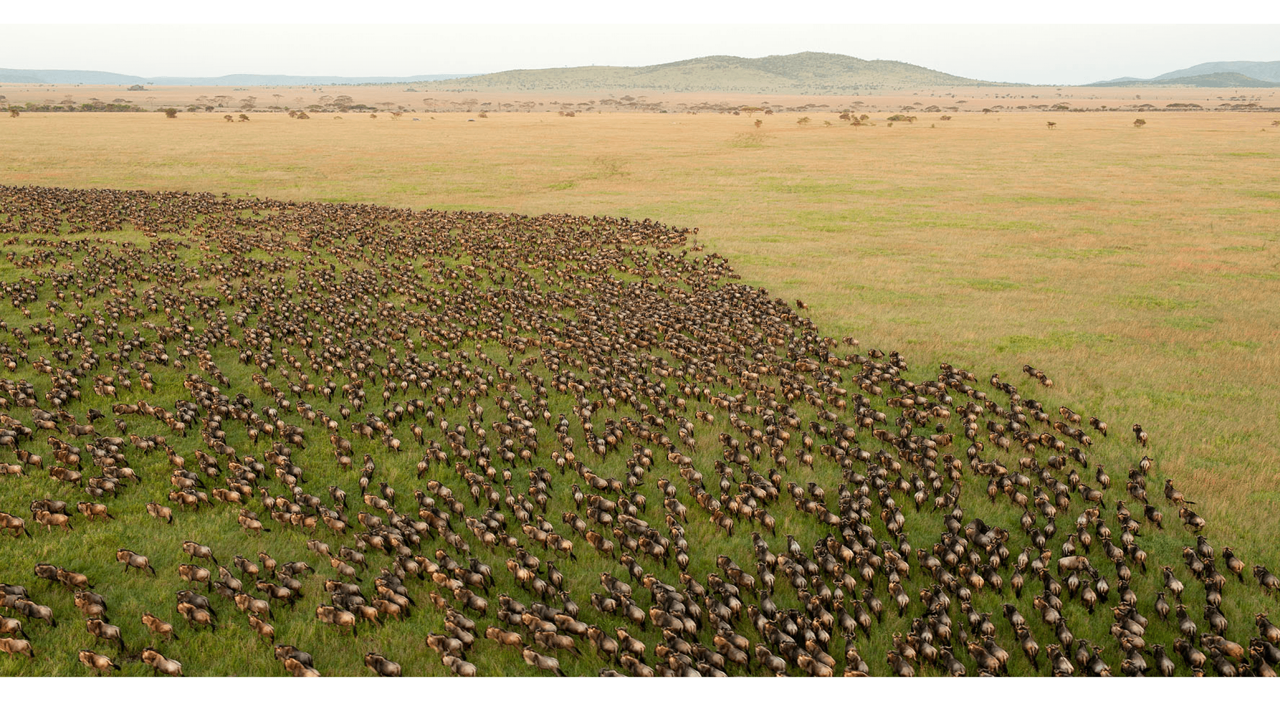 Great Migration Wildebeest Herd