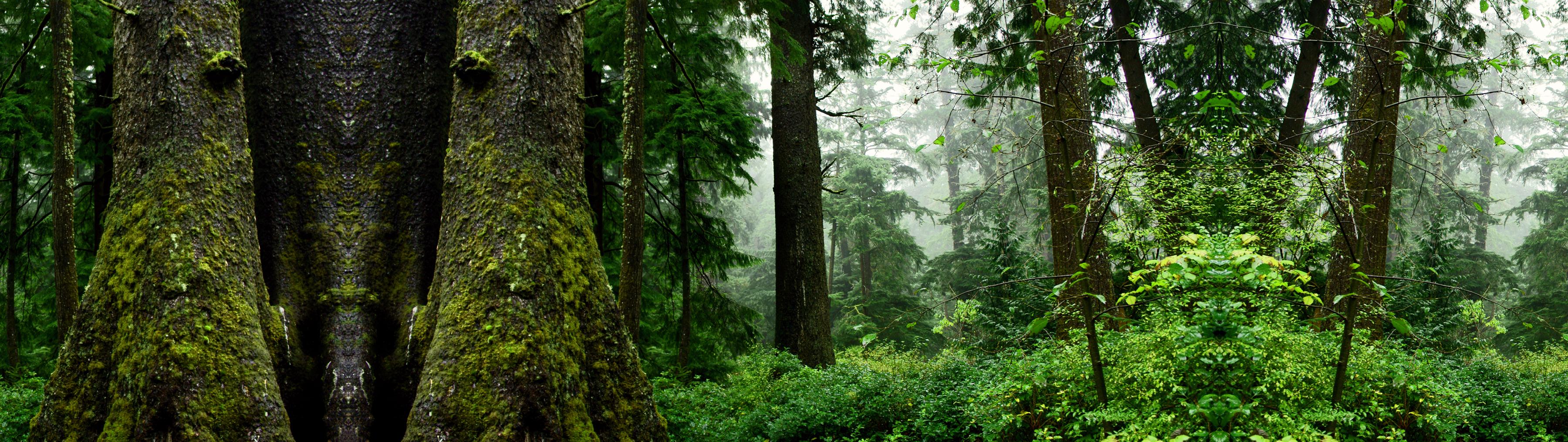 Solutions Hero Image Forests Overview