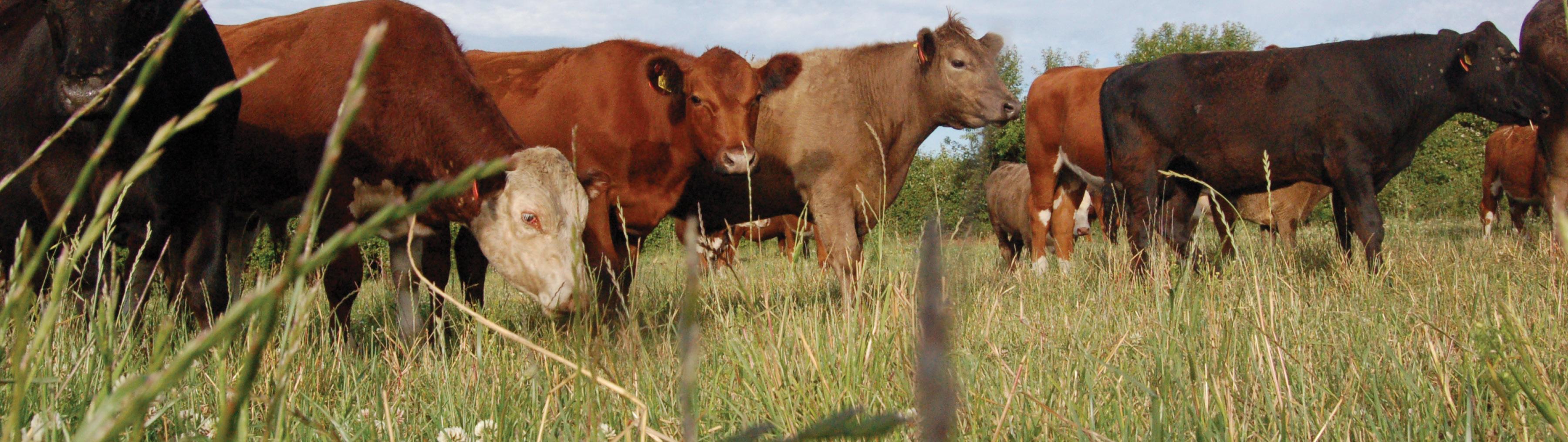 Solutions Hero Image Make Ranching Regenerative