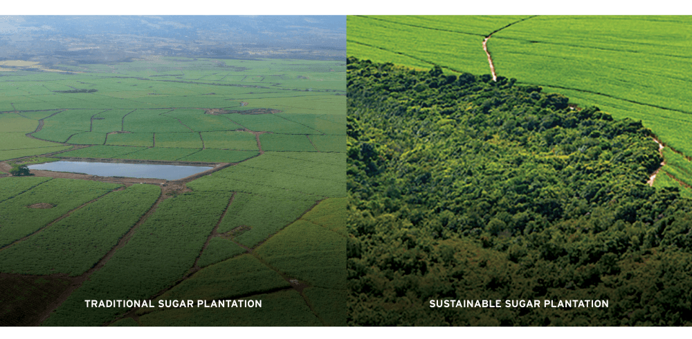 Sugar. Traditional Plantation vs Sustainable Plantation.