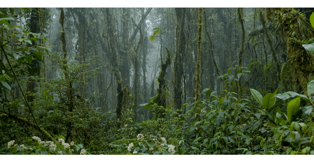 Forest Images - foggy tropical rainforest interior