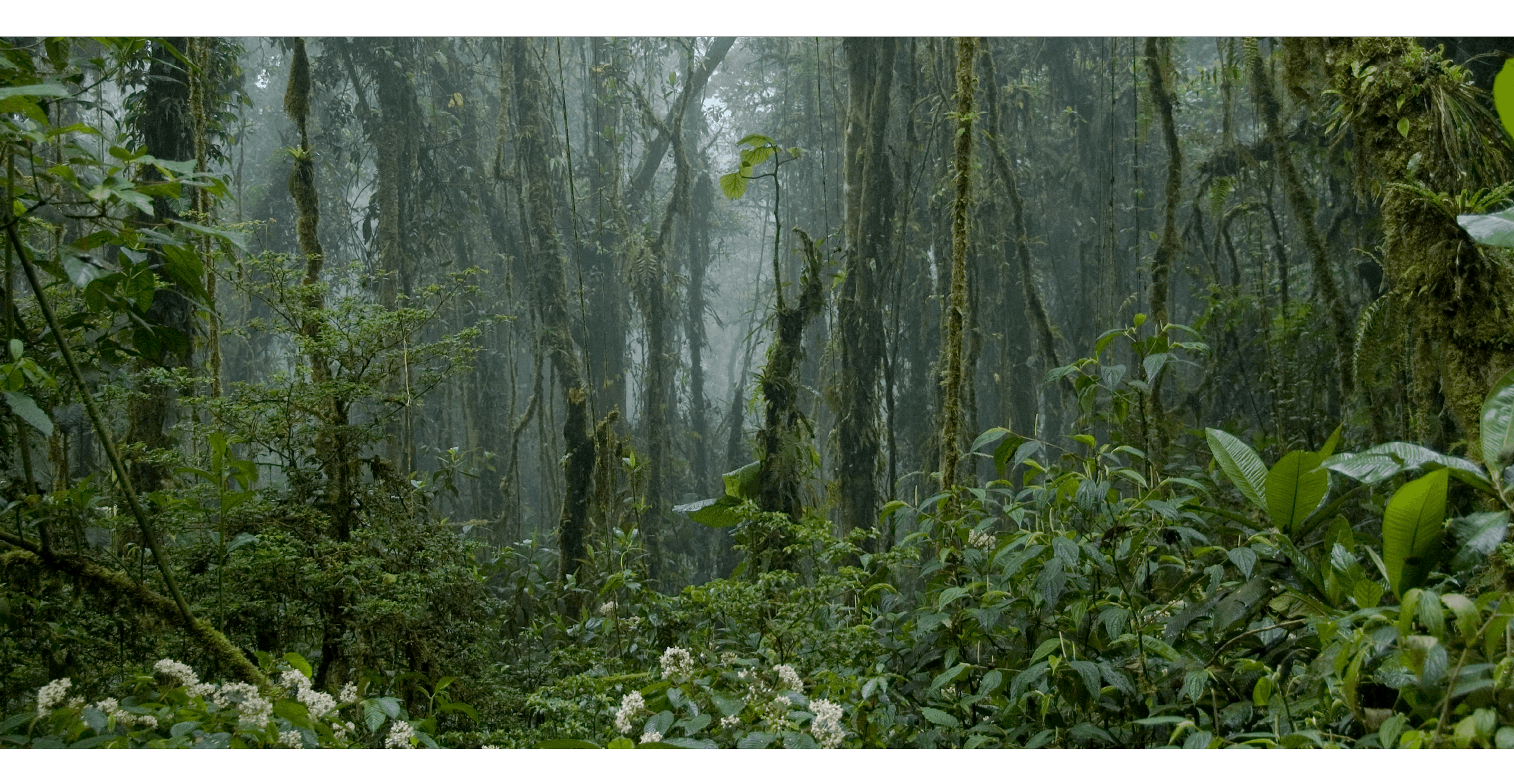 Forest Images - foggy tropical rainforest interior