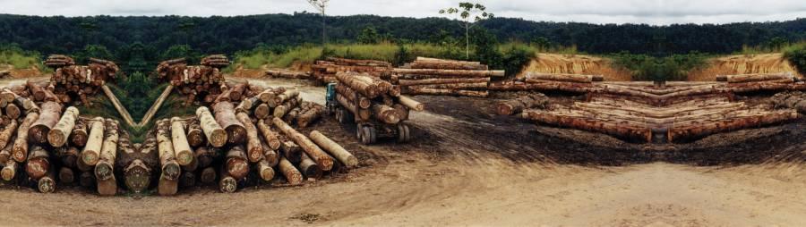 Solutions Hero Image Forestry Logging