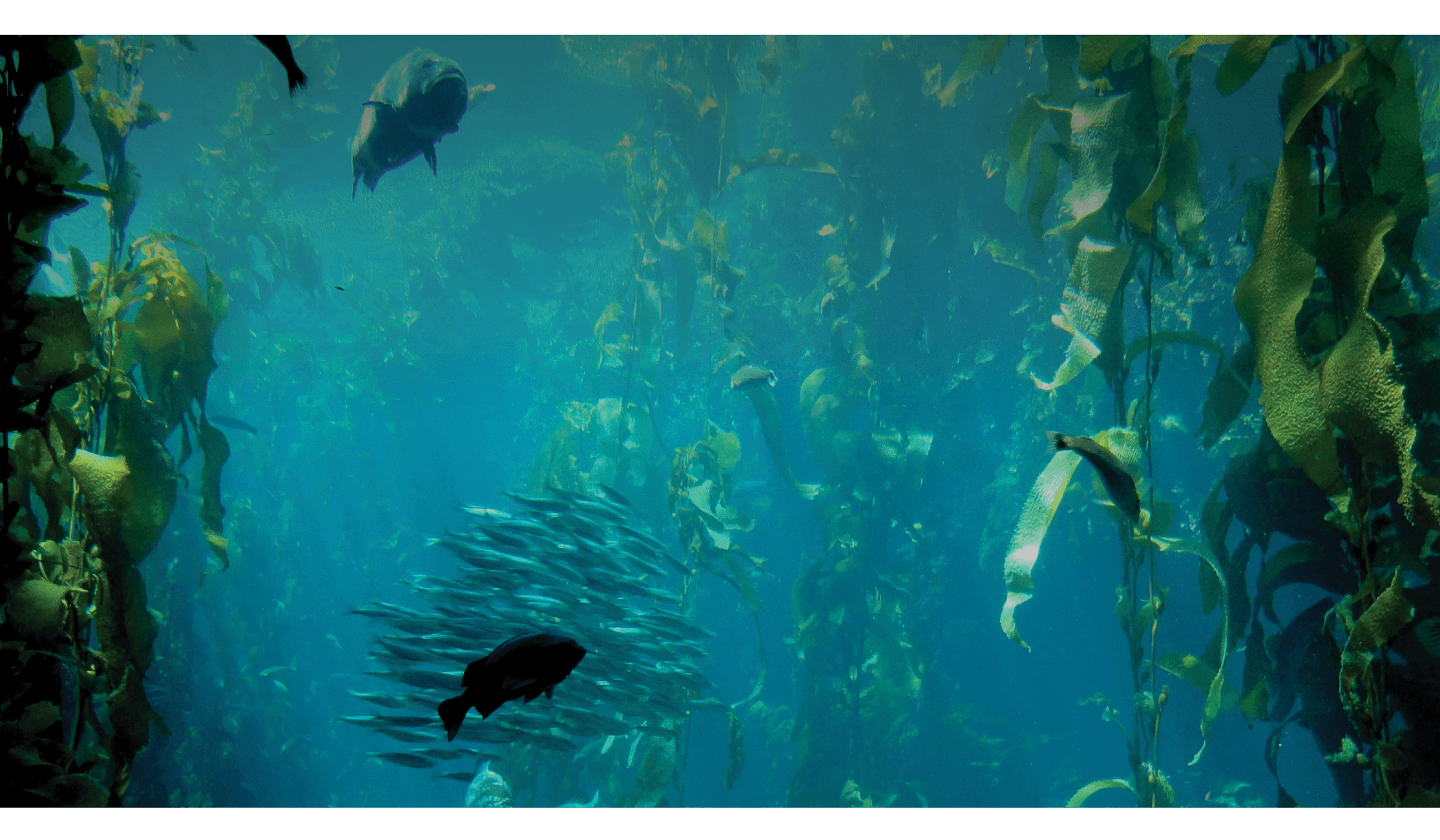 Greenprint feature image Seaweed