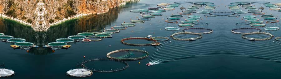 Solutions Hero Images Aquaculture Rings 2