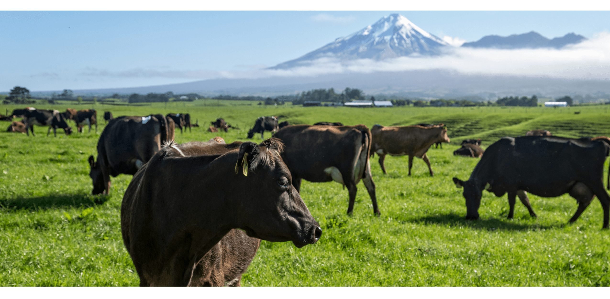 Pasture images - cows with mountain