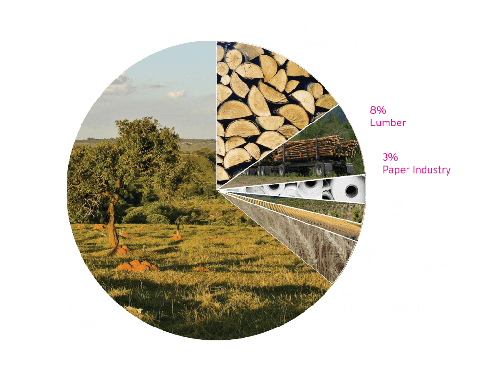 WYCD Forestry - Causes of Deforestation piechart