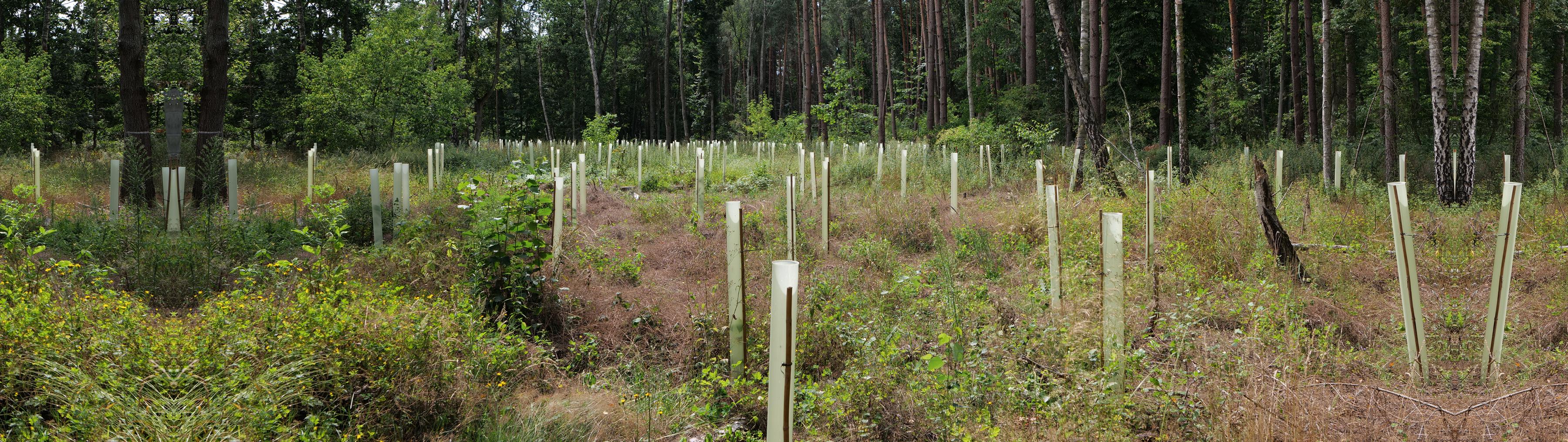 Solutions Hero Image Restore Forests Worldwide