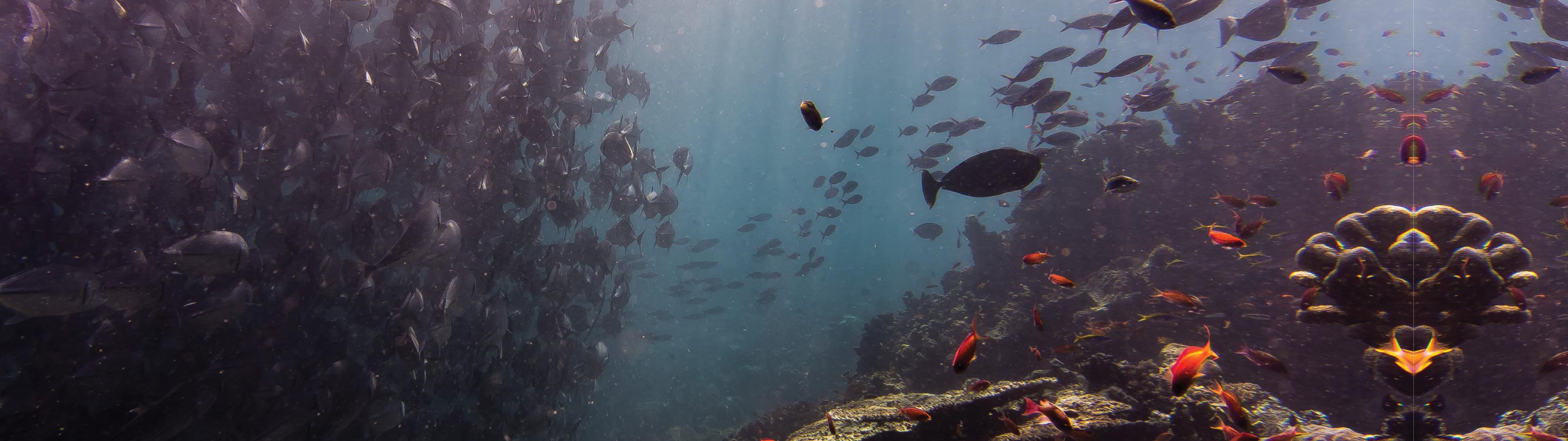 increase marine protected areas hero image