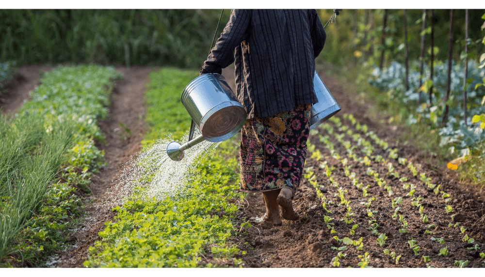 Agriculture images - organic woman watering garden farm