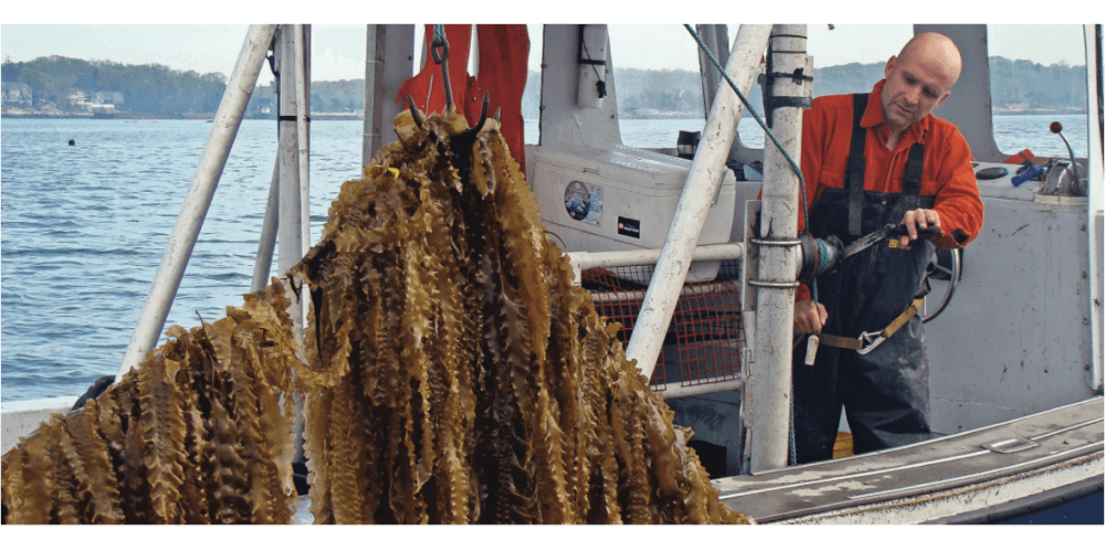 2021 Fishing & Aquaculture images - Greenwave best practices lifting seaweed onto boat