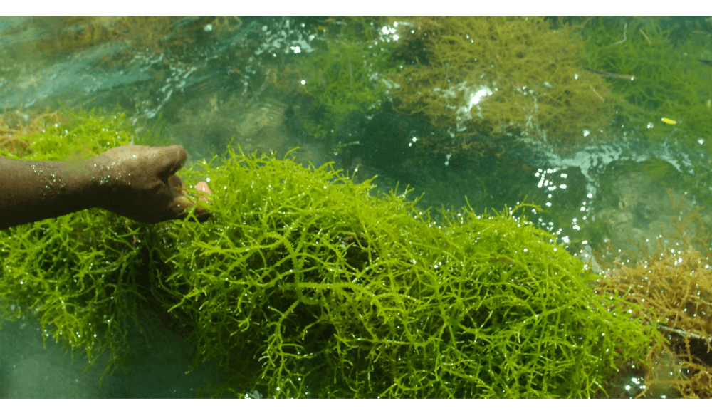 2021 Fishing & Aquaculture images - hand grabbing seaweed