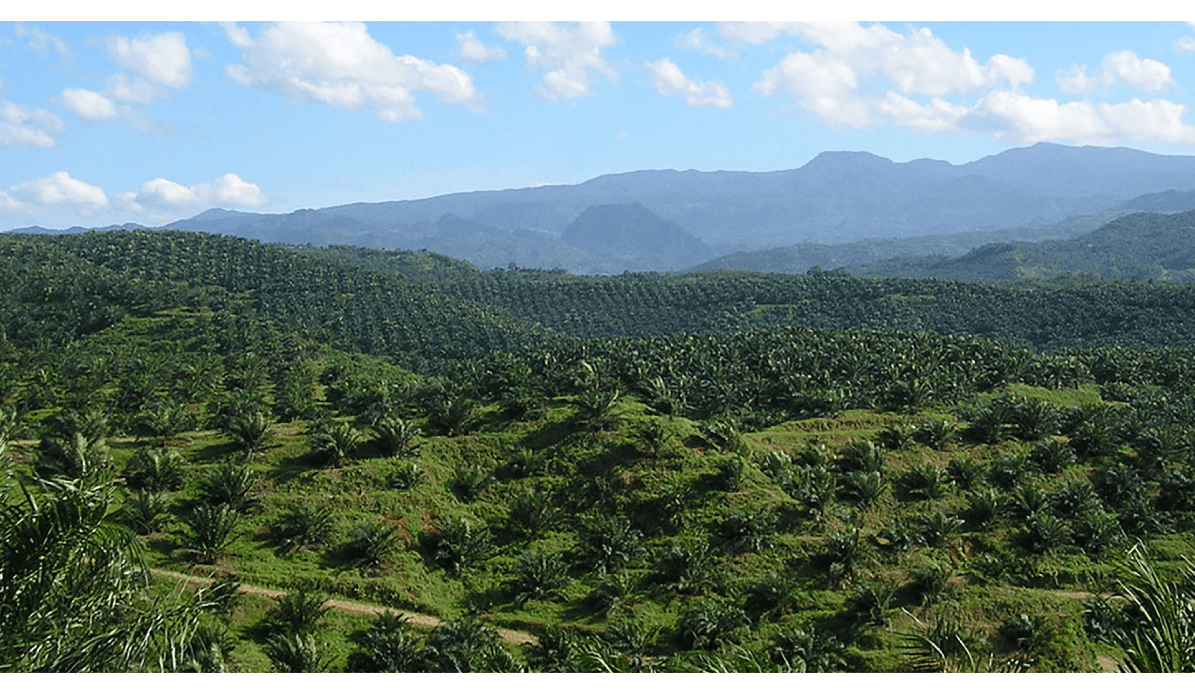 PALM OIL header image