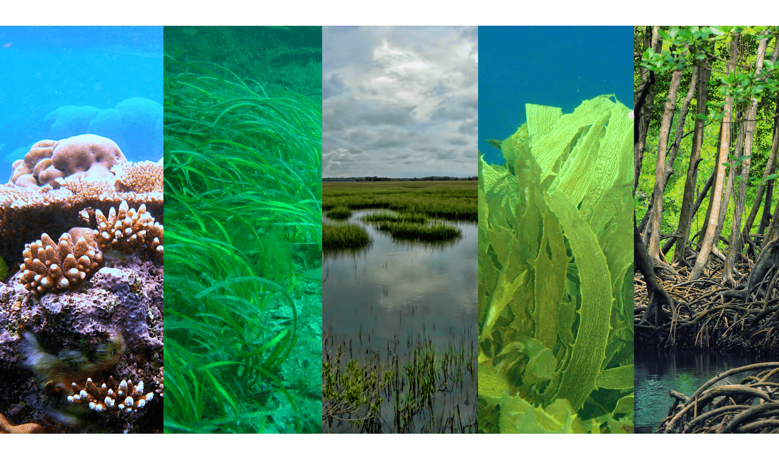 Save 2 Birds > Resilience wetlands slices