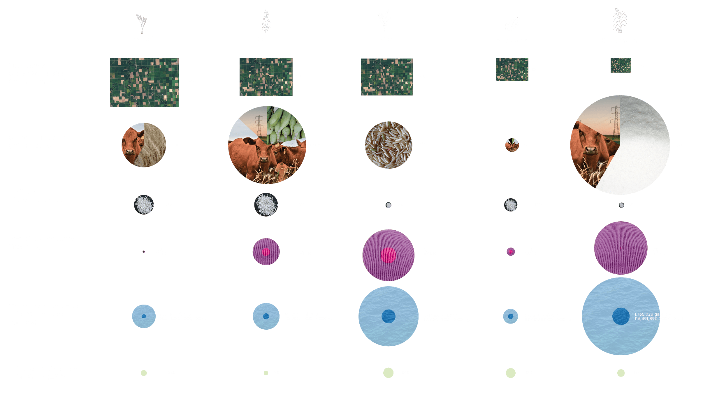 Top Crops Worldwide Infographic