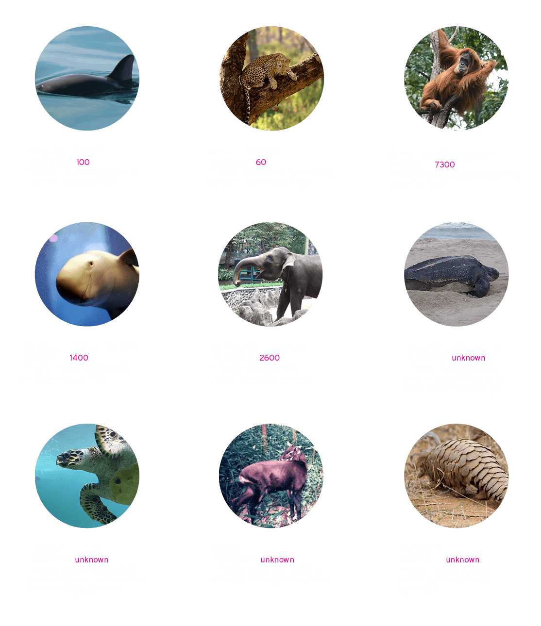 WYCD endangered species - critically endangered species bubble graphic 2/2