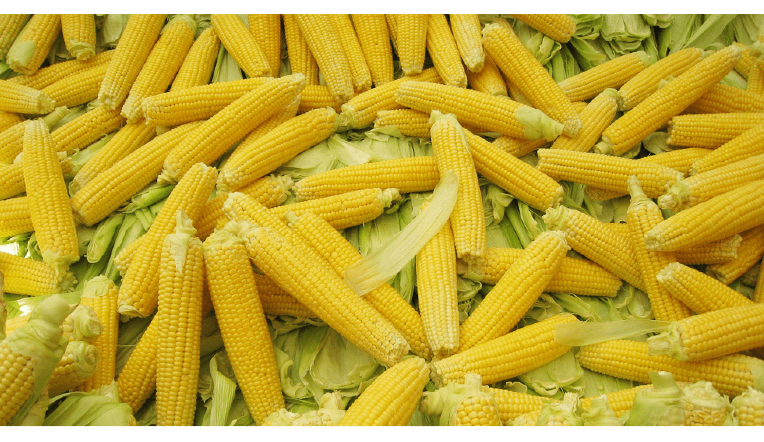 top crops CORN