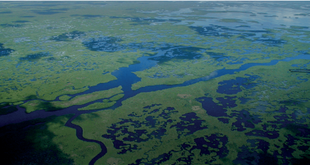 Greenprint feature image wetlands everglades