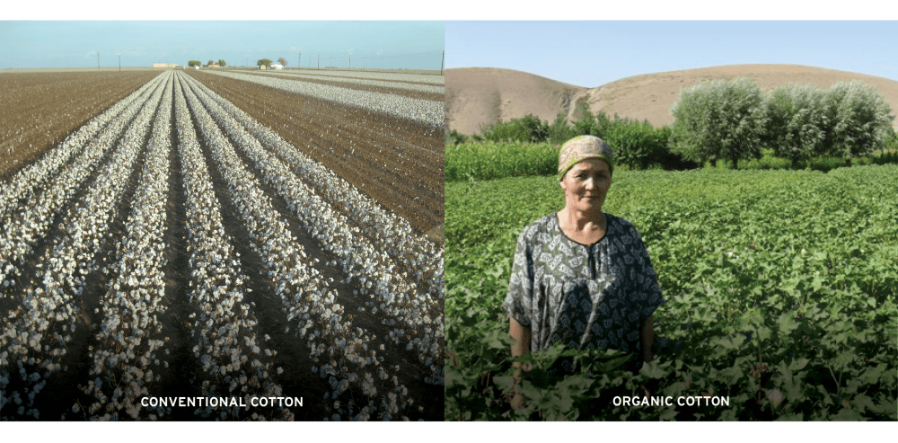 Top Crops - COTTON 2 - conventional vs organic
