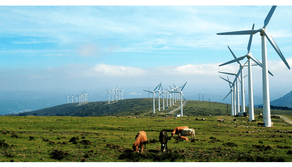 wind farm with horses grazing