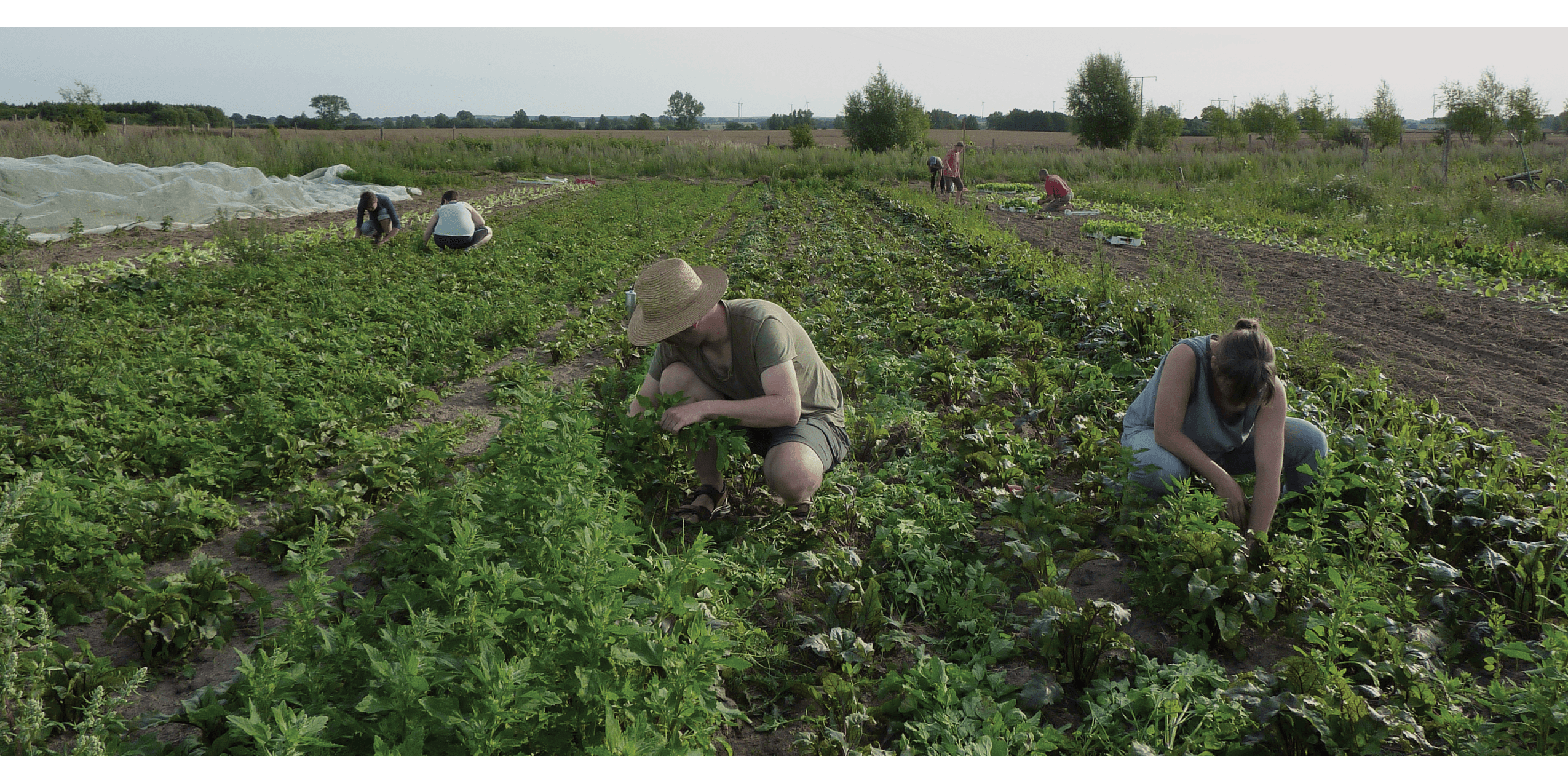 five steps image people farming