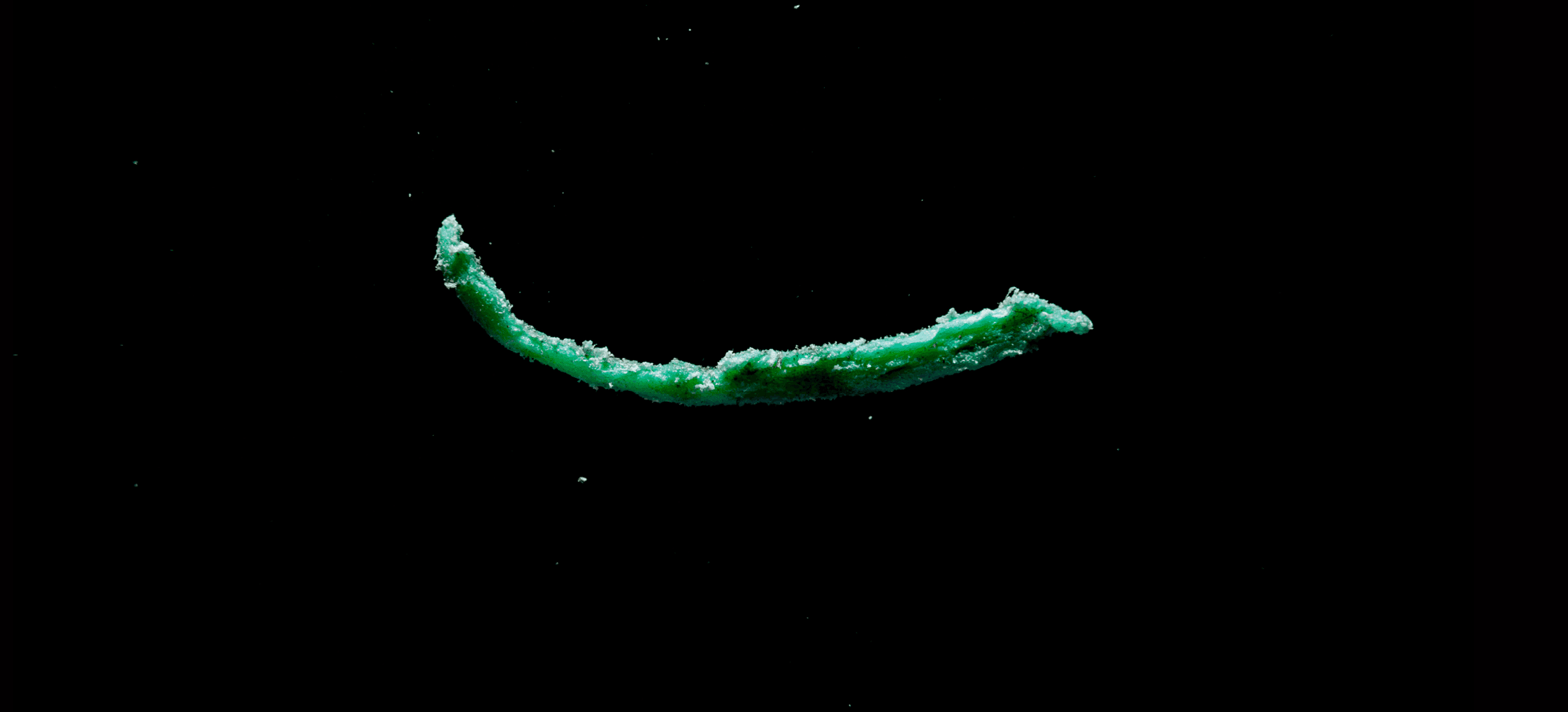 MICROPLASTICS green bean