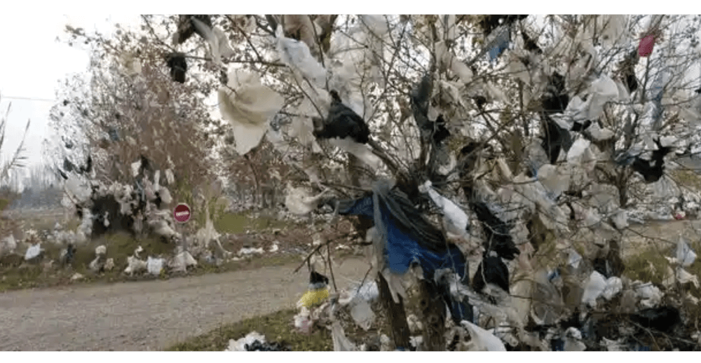 plastic bags in trees