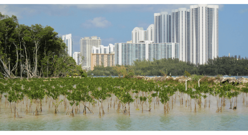 Green our Cities Wetland Restoration - Miami Mangrove Restoration