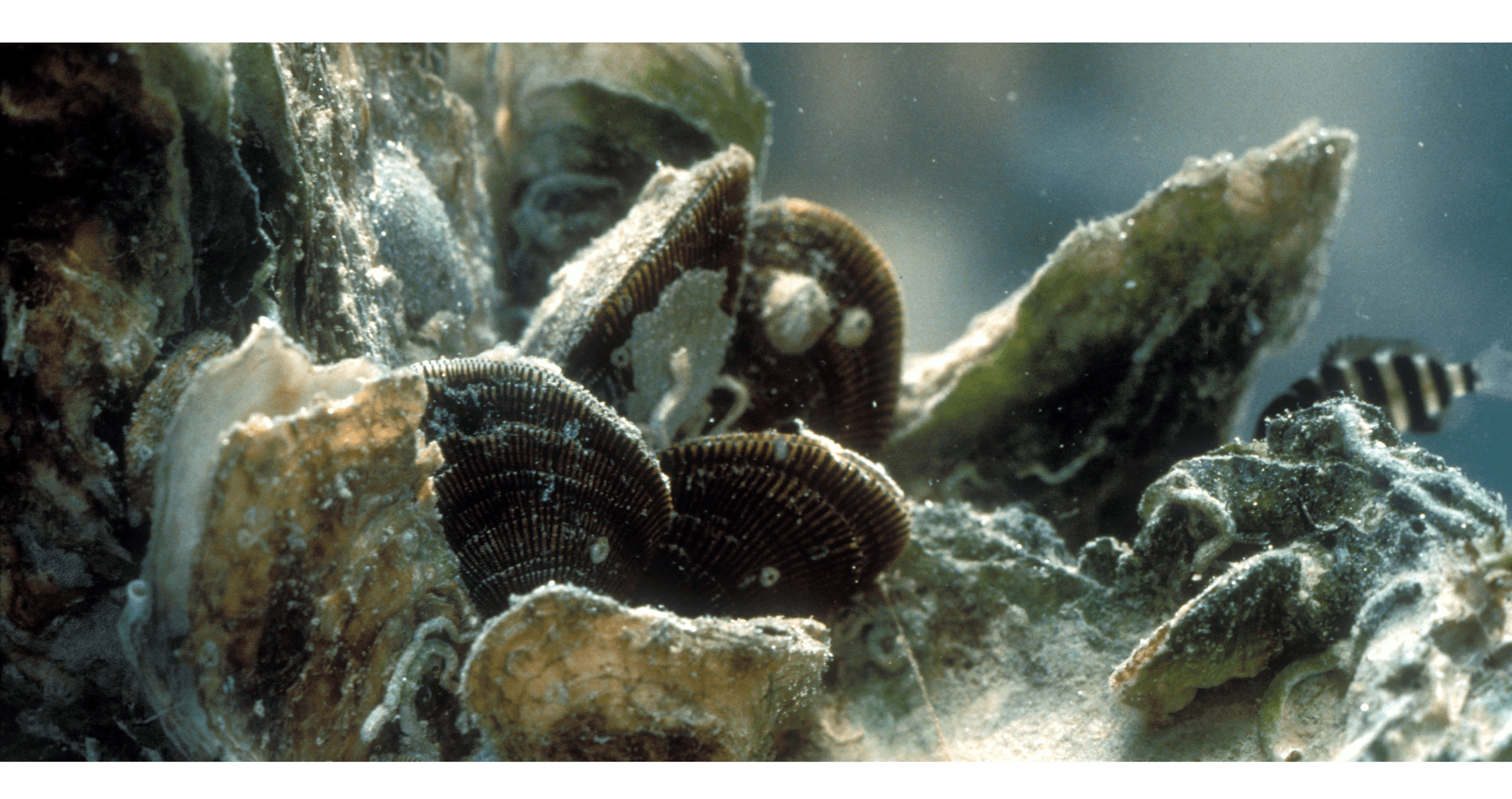 2021 Coasts & Wetlands images - oysters