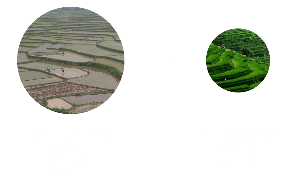 2021 Fishing & Aquaculture images - inegrated rice and fish paddies best practices