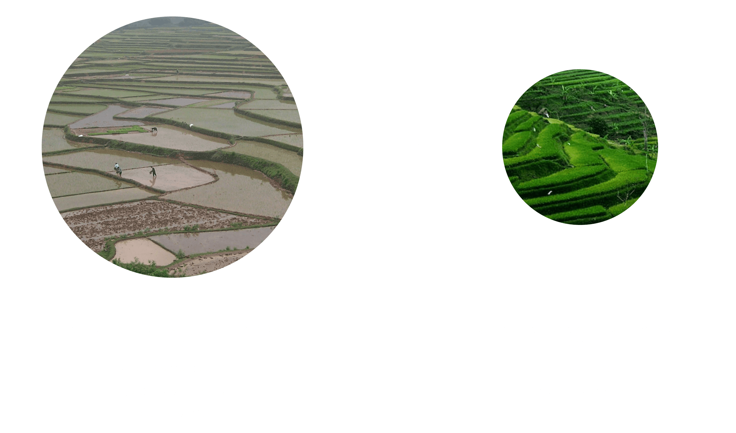 2021 Fishing & Aquaculture images - inegrated rice and fish paddies best practices